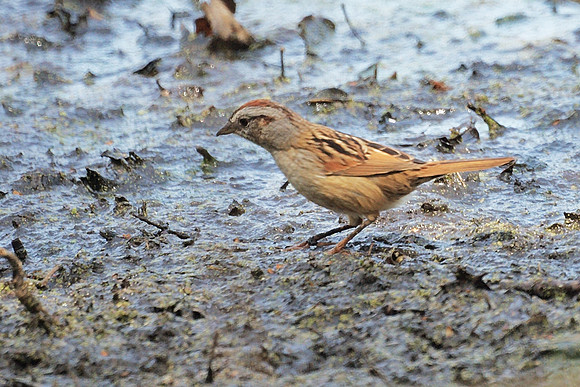 Swamp Sparrow, NY Botanical Garden