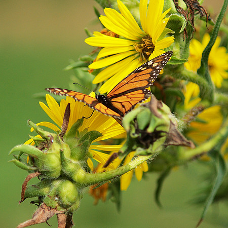 Monarch butterfly, Brooklyn Botanic Garden