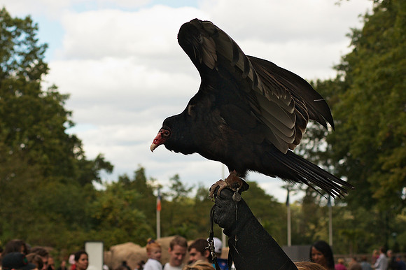 I am TOO a bird of prey!