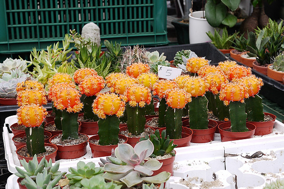 $5 orange cactus
