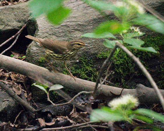 Northern Waterthrush, Central Park