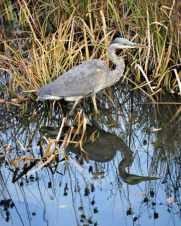 Great Blue Heron, Turtle Pond