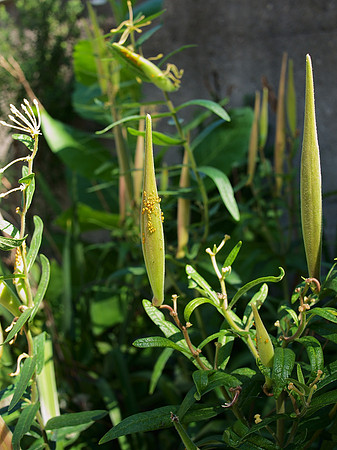 Aphid Tower