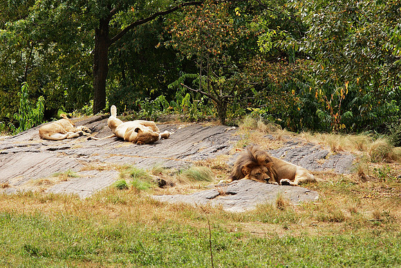 Lion family, Bronx Zoo