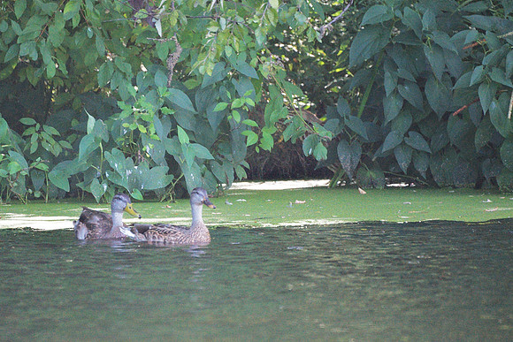 Ducks and a hidden Bittern, Turtle Pond