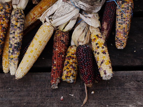 Indian corn, Union Square Greenmarket