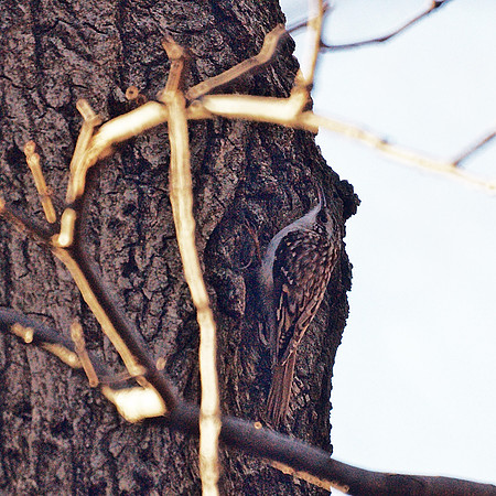 Brown Creeper, creeping