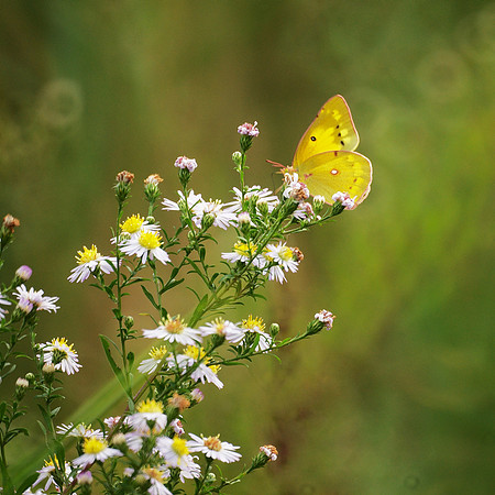 Sulphur Butterfly, Central Park