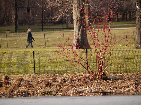 At Turtle Pond, late winter