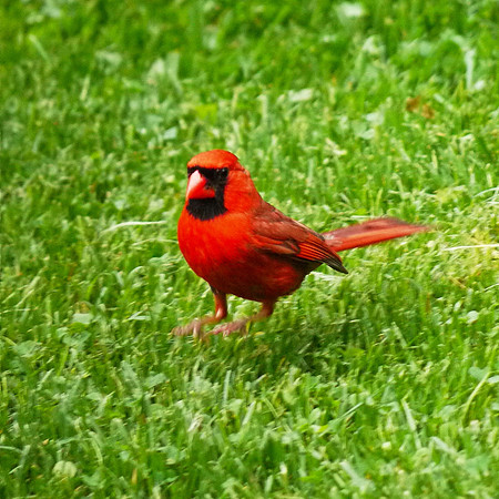Very very red