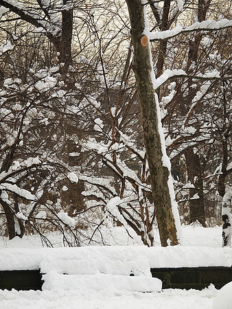 Snow-covered bench, Central Park West