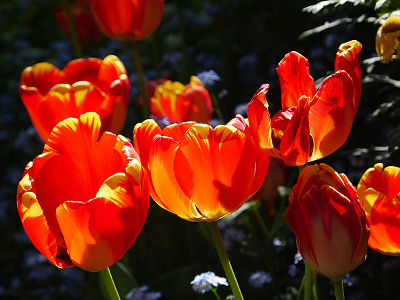 Tulips, Longwood Gardens Conservatory