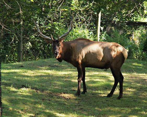 Roosevelt Elk, Queens Zoo