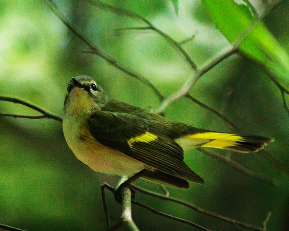 immature American Redstart