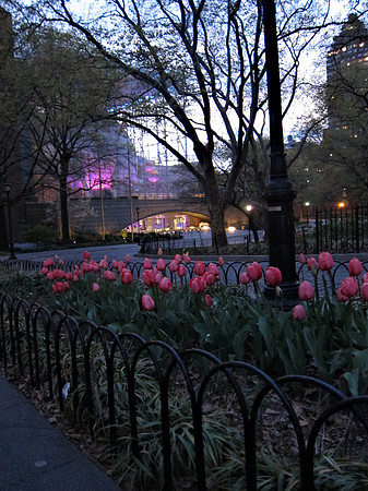 Tulips and Plaentarium, Theodore Roosevelt Park
