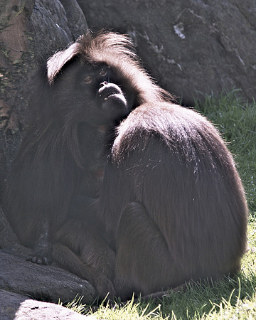 social grooming
