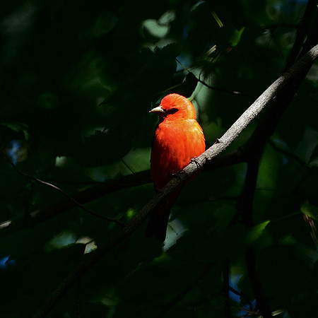 Scarlet Tanager