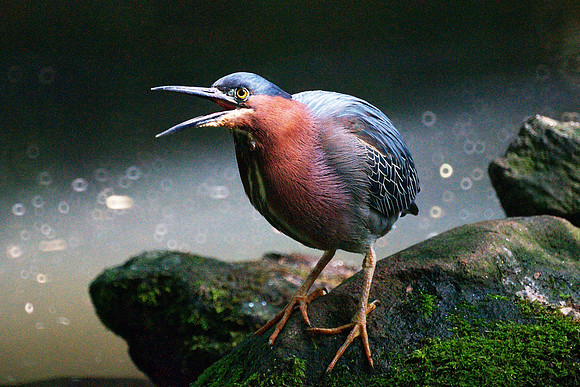 having his say