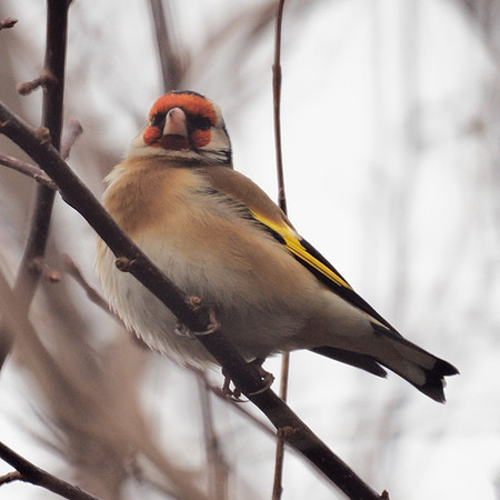 European Goldfinch, Central Park