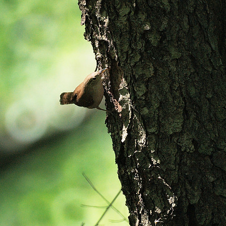 House Wren, Central Park