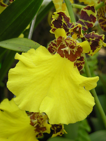 Oncidium-hybrid-02