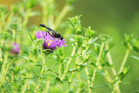 Wasp on a flower, Brooklyn Botanic Garder