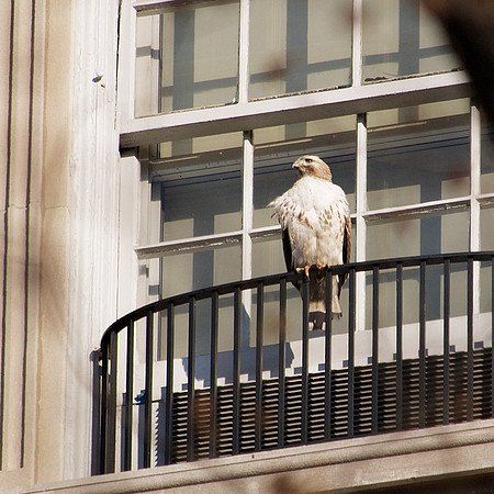 Red-Tailed Hawk, Fifth Avenue