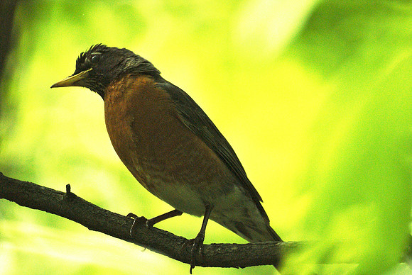 robin