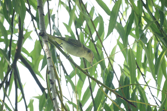 Red-Eyed Vireo, Central Park