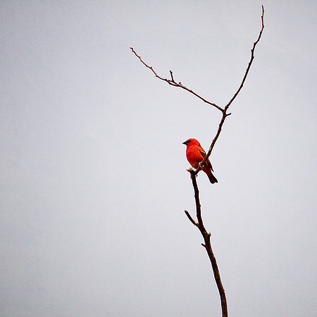 Red Fody, Bronx Zoo