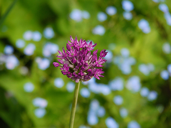 Central Park Conservancy Garden