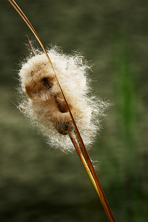 Reed, Turtle Pond