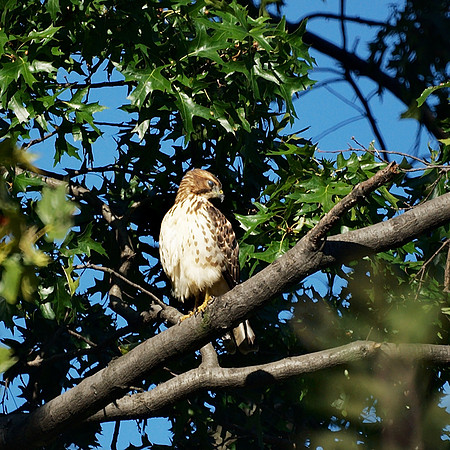 Broad-Winged Hawk, Central Park