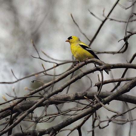 American Goldfinch, Central Park