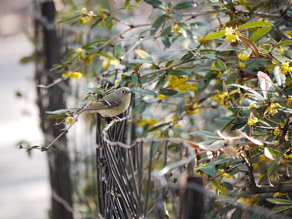 A walk in the morning / Ruby Crowned Kinglet