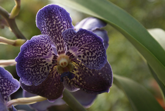 Vanda Trevor Rathbone