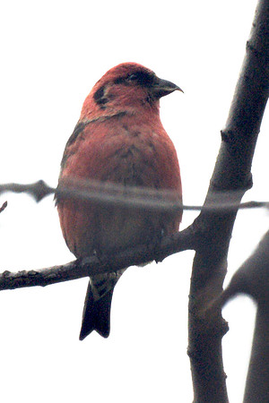 White-Winged Crossbill, Central Park