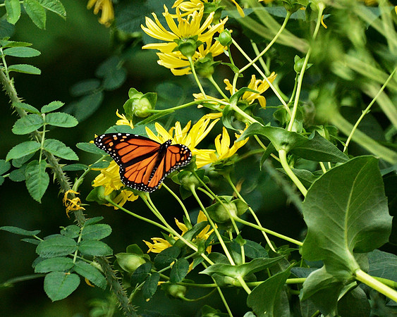 Monarch Butterfly, Shakespeare Garden, Central Park