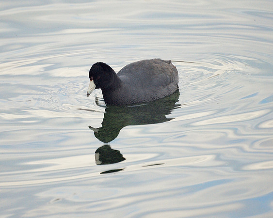 American Coot, Central Park Reservoir