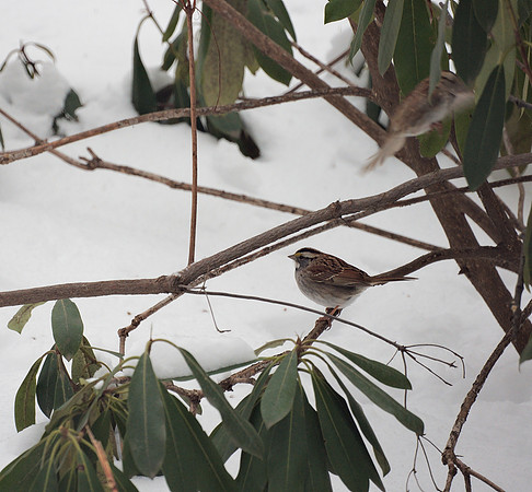 Winter, Central Park