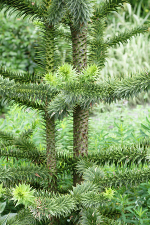Monkey Puzzle