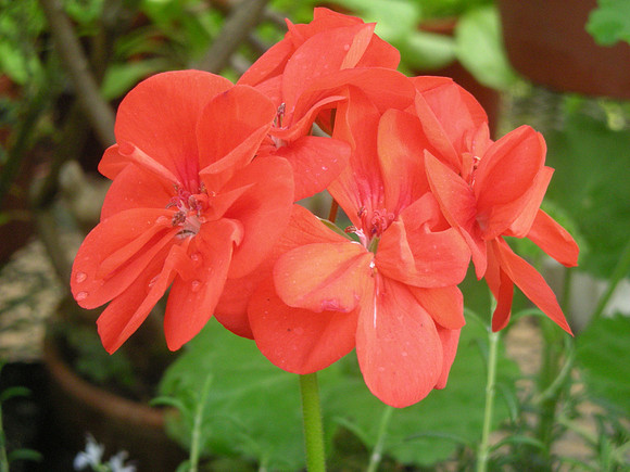 Red Geranium