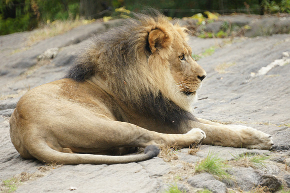 Lion, Bronx Zoo