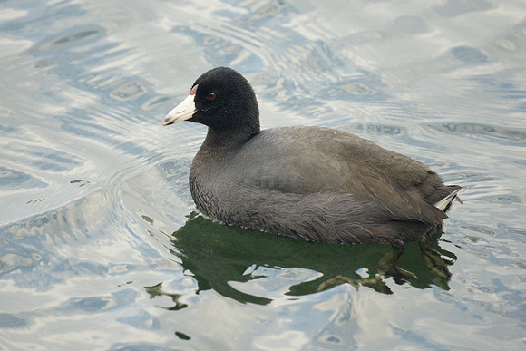 American Coot, Central Park Reservoir