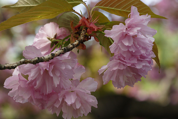 Cherry blossoms, Brooklyn Botanic Garden
