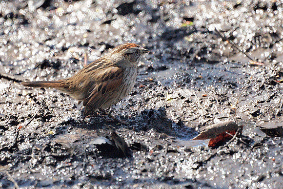 Swamp Sparrow, Central Park