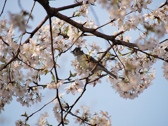 Tufted Titmouse in Cherry Blossoms