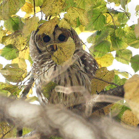 Barred Owl, Central Park