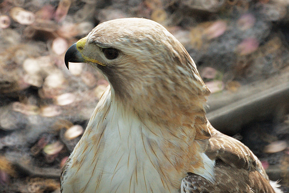 Pale Male, close-up