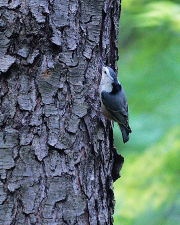 White-Breasted Nuthatch, Central Park